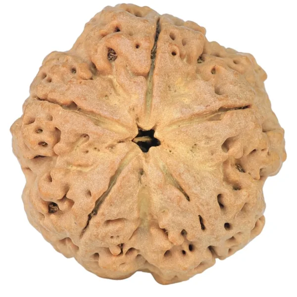 5 Mukhi Rudraksha 30.4mm 7.36gm - Rudraksha