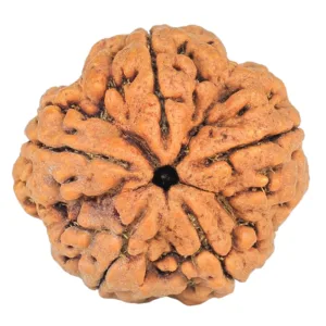 5 Mukhi Rudraksha 29.4mm 9.2gm