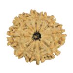 10 Mukhi Rudraksha 24.3mm 3.62gm - Rudraksha