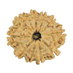 10 Mukhi Rudraksha 24.3mm 3.62gm - Rudraksha