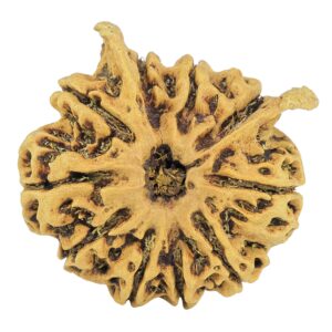 10 MK Double Ganesh 28mm 4.48gm - Rudraksha