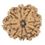 9 Mukhi Rudraksha 32.1mm 6.64gm - Rudraksha