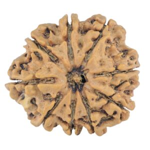 9 Mukhi Rudraksha 32.1mm 6.64gm