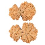 11 Mukhi Garbhgauri 29.7mm 4.75gm - Rudraksha