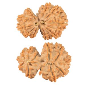 11 Mukhi Garbhgauri 29.7mm 4.75gm - Rudraksha