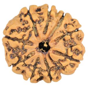 9 Mukhi Rudraksha 22.3mm 2.8gm - Rudraksha