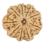 9 Mukhi Rudraksha 28.9mm 6.69gm - Origin: Nepal - Rudraksha