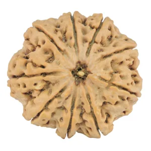 9 Mukhi Rudraksha 28.9mm 6.69gm - Origin: Nepal - Rudraksha
