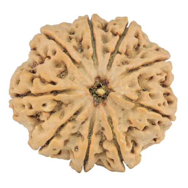 9 Mukhi Rudraksha 28.9mm 6.69gm - Origin: Nepal - Rudraksha