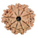 9 Mukhi Rudraksha 23.1mm 3.26gm - Rudraksha