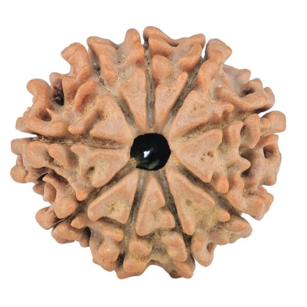 9 Mukhi Rudraksha 23.1mm 3.26gm - Rudraksha