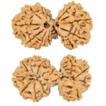 13 Mukhi Mini Trijuti 39.1mm 7.22gm - Rudraksha
