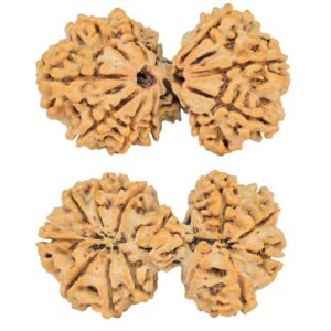 13 Mukhi Mini Trijuti 39.1mm 7.22gm - Rudraksha