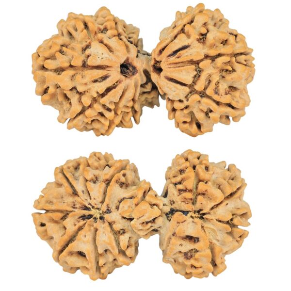 13 Mukhi Mini Trijuti 39.1mm 7.22gm - Rudraksha