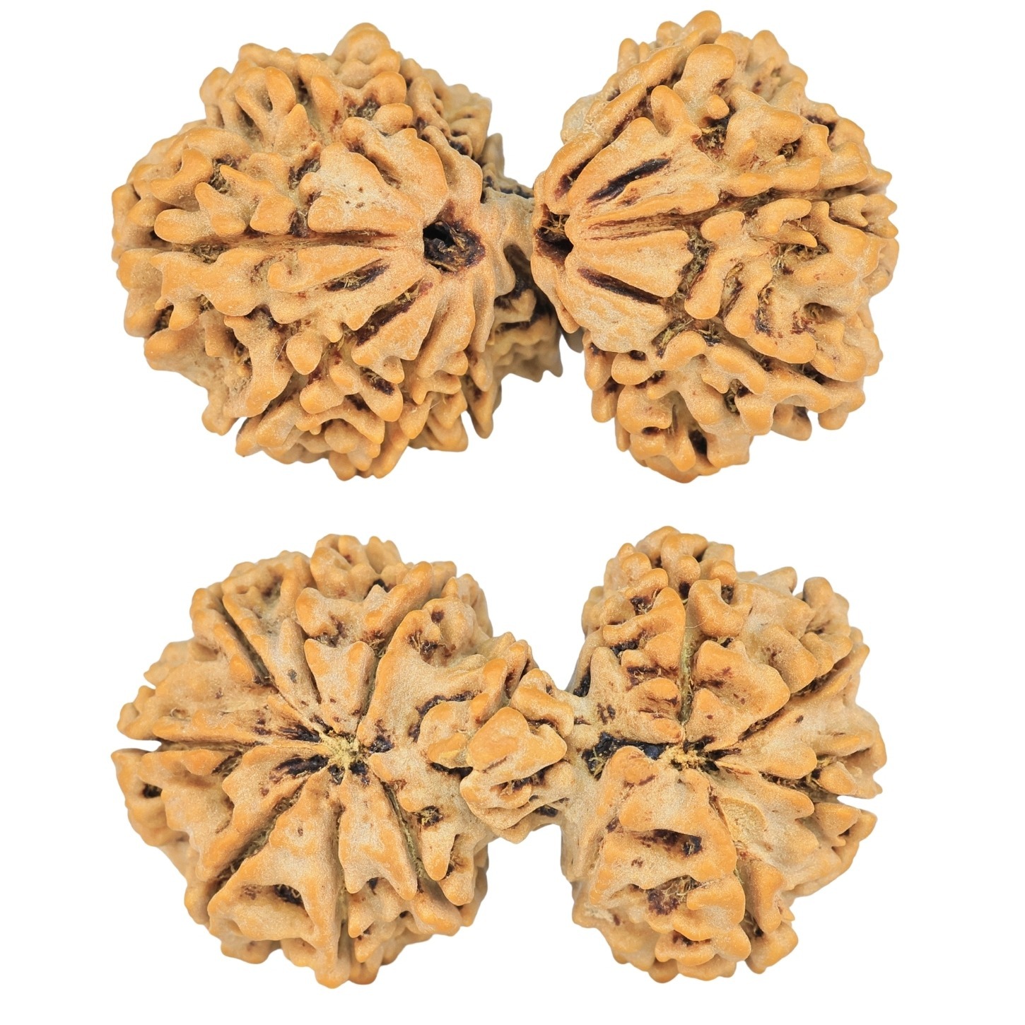 13 Mukhi Mini Trijuti 39.1mm 7.22gm - Rudraksha