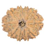 10 Mukhi Rudraksha 23.8mm 2.74gm - Rudraksha