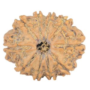 10 Mukhi Rudraksha 23.8mm 2.74gm - Rudraksha