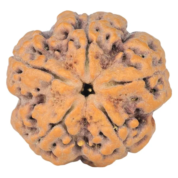 5 Mukhi Rudraksha 29.7mm 8.77gm - Rudraksha