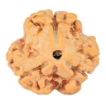 3 Mukhi Rudraksha 21.1mm 2gm - Rudraksha