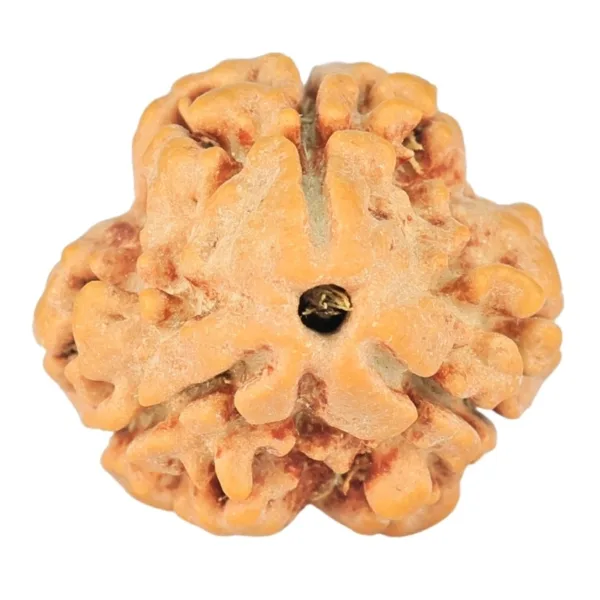 3 Mukhi Rudraksha 21.1mm 2gm - Rudraksha