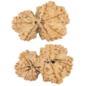 11 Mukhi Garbhgauri 27.4mm 3gm - Rudraksha