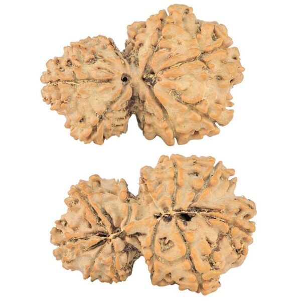 11 Mukhi Garbhgauri 27.4mm 3gm - Rudraksha