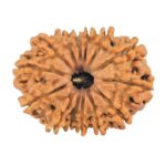 14 Mukhi Rudraksha 24.4mm 2.69gm - Rudraksha