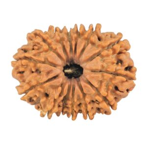 14 Mukhi Rudraksha 24.4mm 2.69gm - Rudraksha