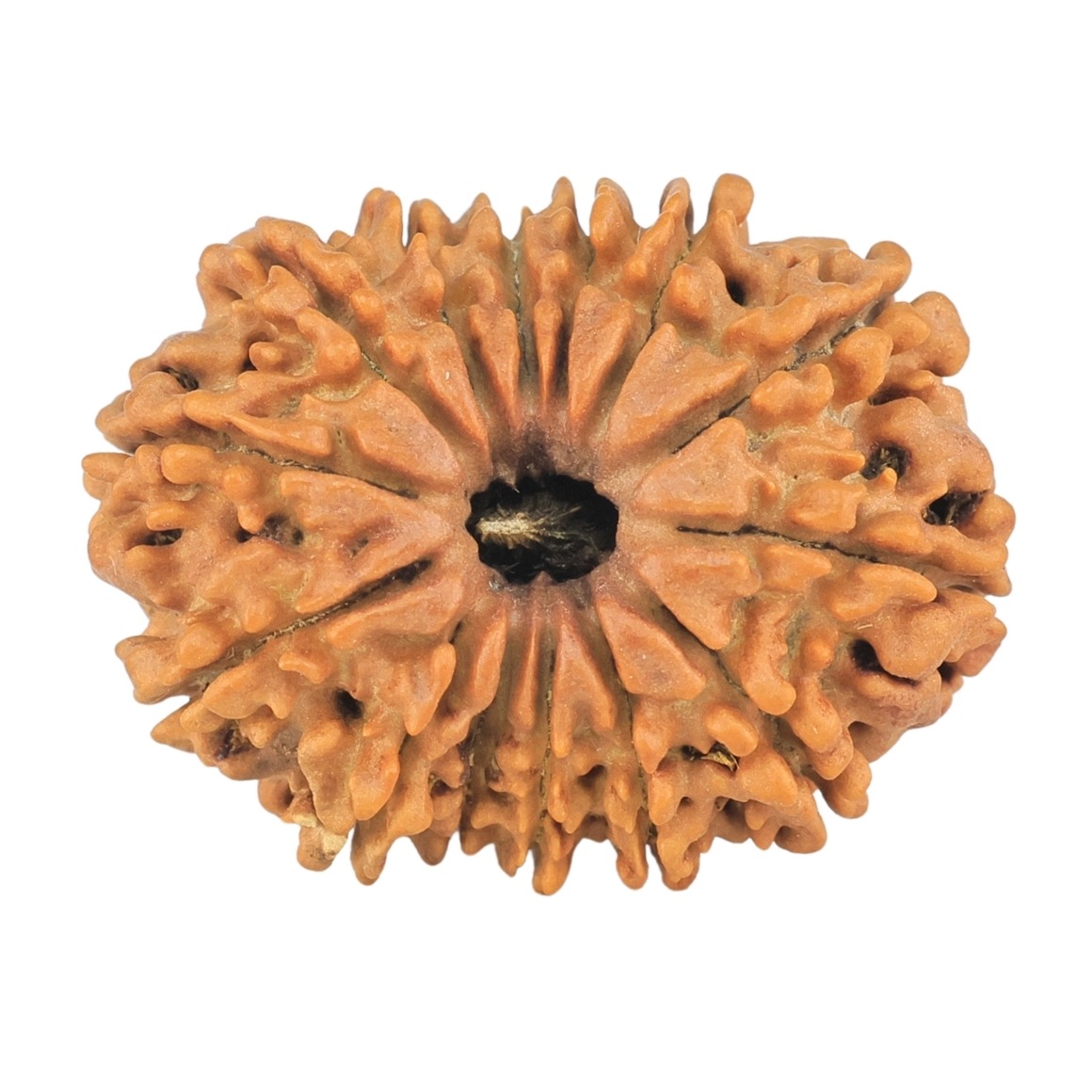 14 Mukhi Rudraksha 24.4mm 2.69gm - Rudraksha