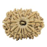 14 Mukhi Rudraksha 26.2mm 3.93gm - Rudraksha