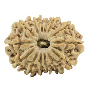 14 Mukhi Rudraksha 26.2mm 3.93gm - Rudraksha
