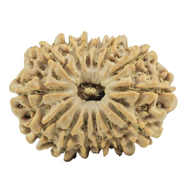 14 Mukhi Rudraksha 26.2mm 3.93gm - Rudraksha