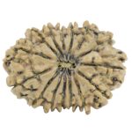 15 Mukhi Rudraksha 32mm 5.74gm - Rudraksha