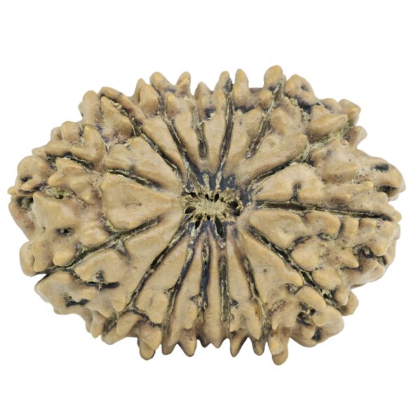 15 Mukhi Rudraksha 32mm 5.74gm - Rudraksha