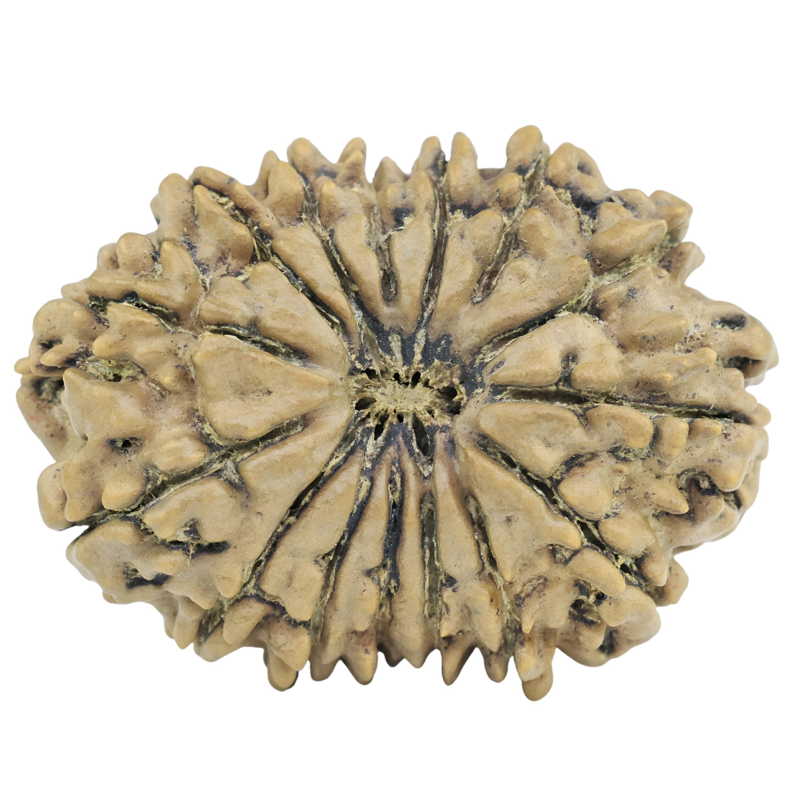 15 Mukhi Rudraksha 32mm 5.74gm - Rudraksha