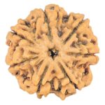 7 Mukhi Rudraksha 26.8mm 5.19gm - Rudraksha