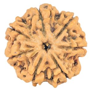 7 Mukhi Rudraksha 26.8mm 5.19gm - Rudraksha