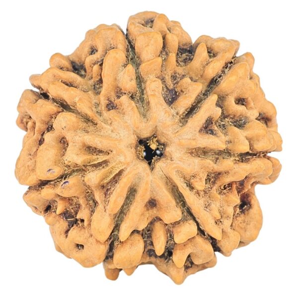7 Mukhi Rudraksha 26.8mm 5.19gm - Rudraksha
