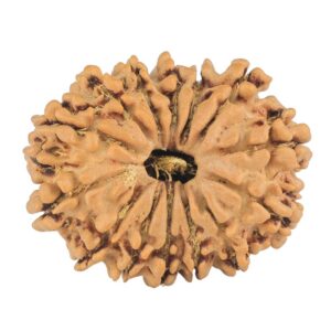 14 Mukhi Rudraksha 24.2mm 2.8gm - Rudraksha