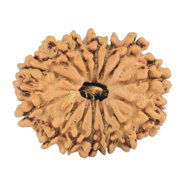 14 Mukhi Rudraksha 24.2mm 2.8gm - Rudraksha