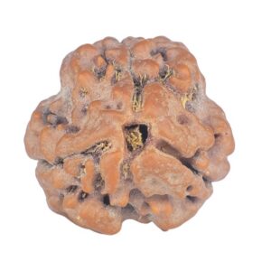 3 Mukhi Rudraksha 22.1mm 3.32gm - Rudraksha