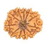 11 Mukhi Rudraksha 30mm 5.54gm - Rudraksha