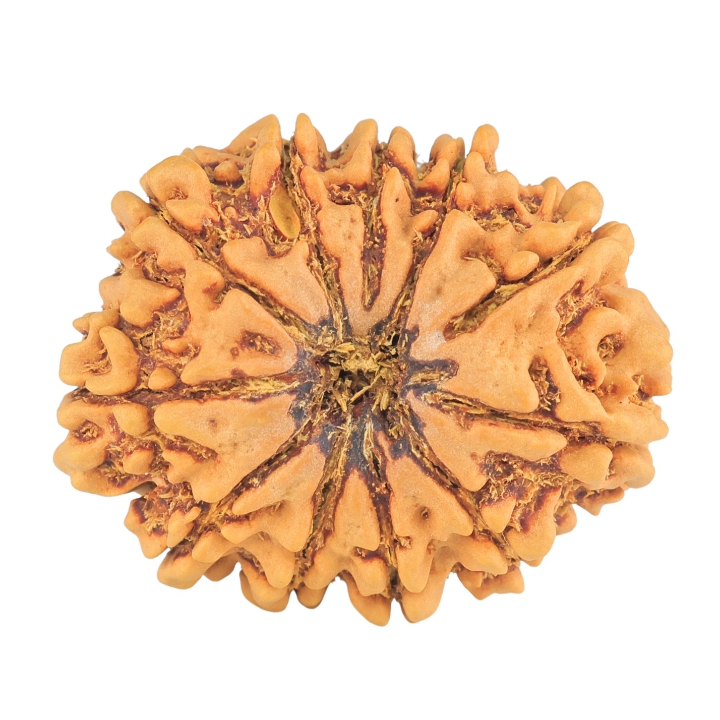 11 Mukhi Rudraksha 30mm 5.54gm - Rudraksha
