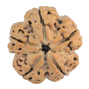 5 Mukhi Rudraksha 30.6mm 7.74gm