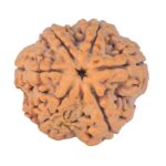6 Mukhi Rudraksha 29.3mm 8.12gm - Rudraksha