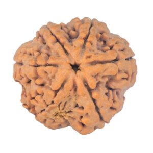 6 Mukhi Rudraksha 29.3mm 8.12gm - Rudraksha