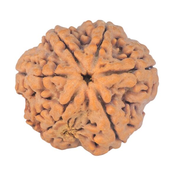 6 Mukhi Rudraksha 29.3mm 8.12gm - Rudraksha