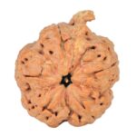 5 Mukhi Ganesh 29.4mm 6.5gm - Rudraksha