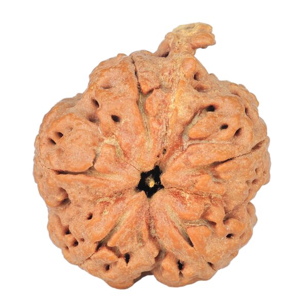 5 Mukhi Ganesh 29.4mm 6.5gm - Rudraksha