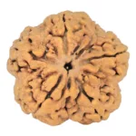 5 Mukhi Rudraksha 30mm 7.36gm - Rudraksha